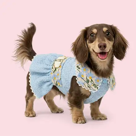 Dog Dresses